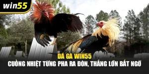 Đá Gà Win55 – Cuồng Nhiệt Từng Pha Ra Đòn, Thắng Lớn Bất Ngờ