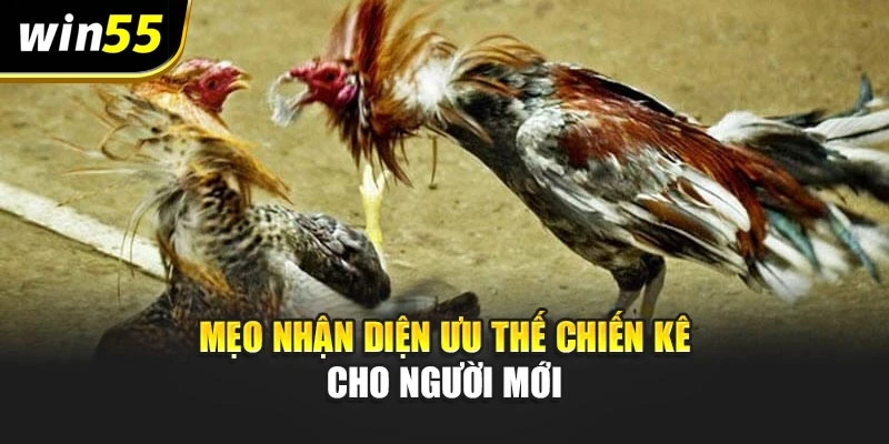 Mẹo nhận diện ưu thế chiến kê cho người mới