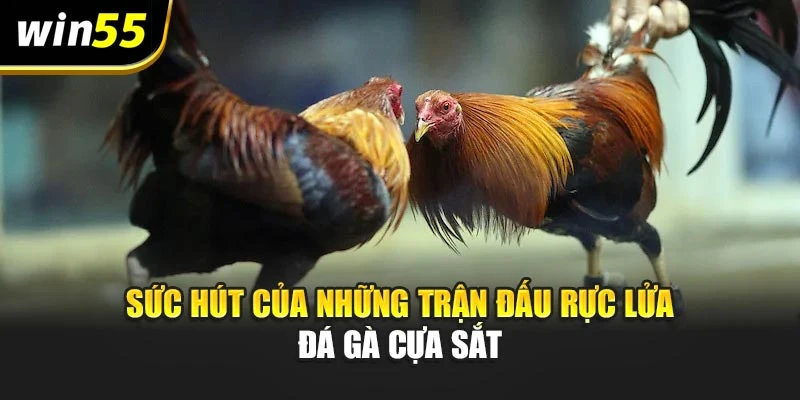 Sức hút của những trận đấu rực lửa đá gà cựa sắt